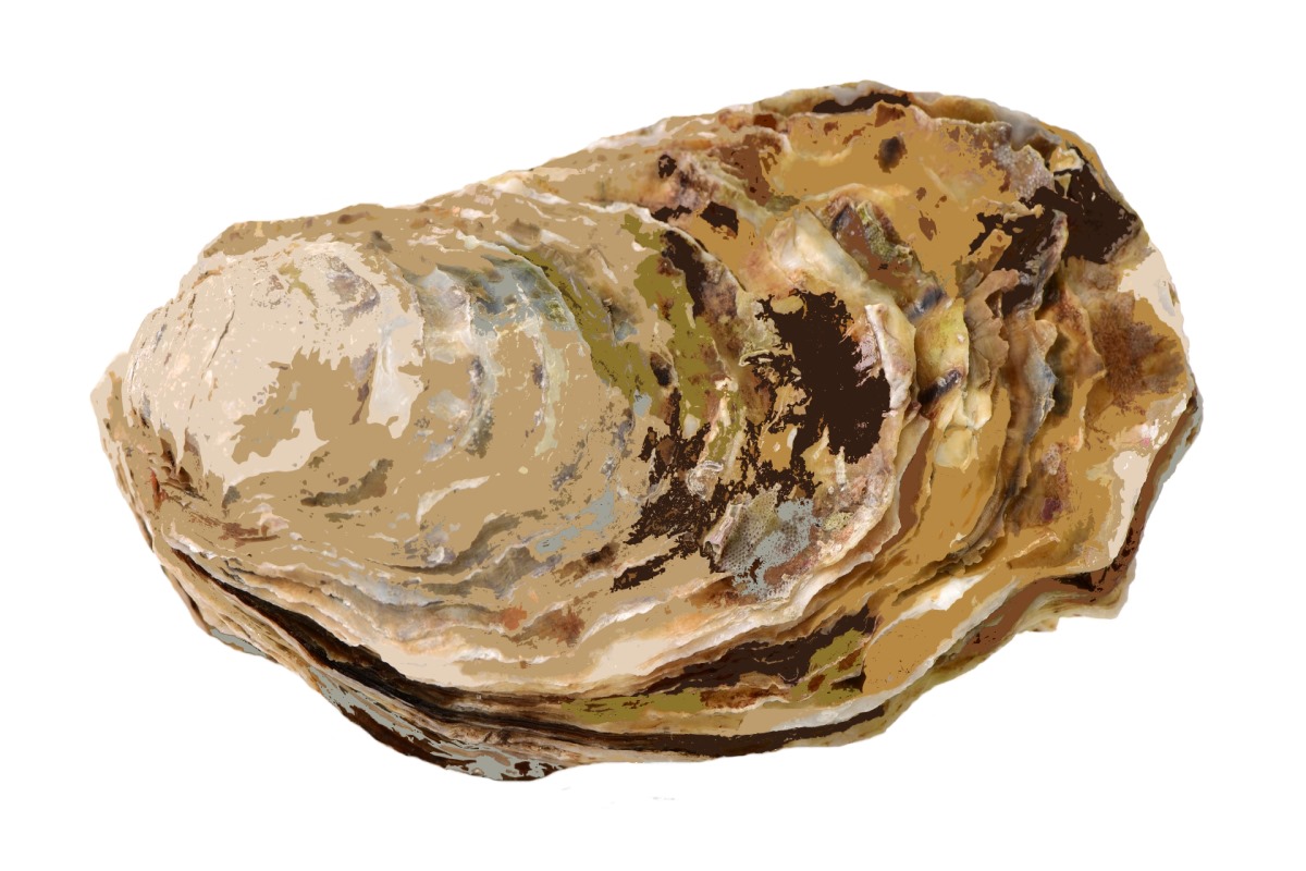 Djoharian Design Teppich Organische Form Nachhaltig mit Abrash